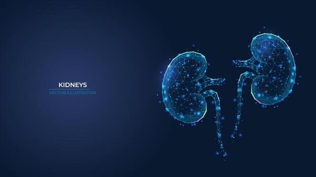 Liver anatomy medical illustration